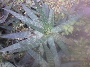 Jardines de aloes 