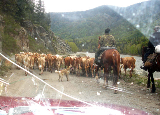 Photo of riding horseback to the site