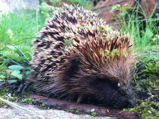 Echidna