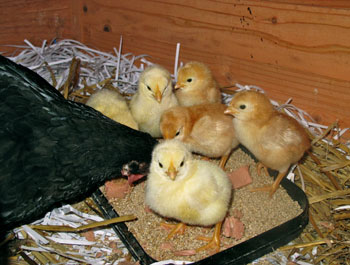 Chicks