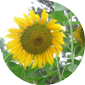 [Sunflower]